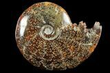 Polished, Agatized Ammonite (Cleoniceras) - Madagascar #97366-1